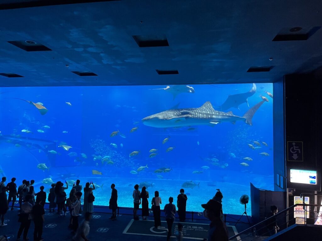 スクーリング期間に訪れた沖縄美ら海水族館の大水槽